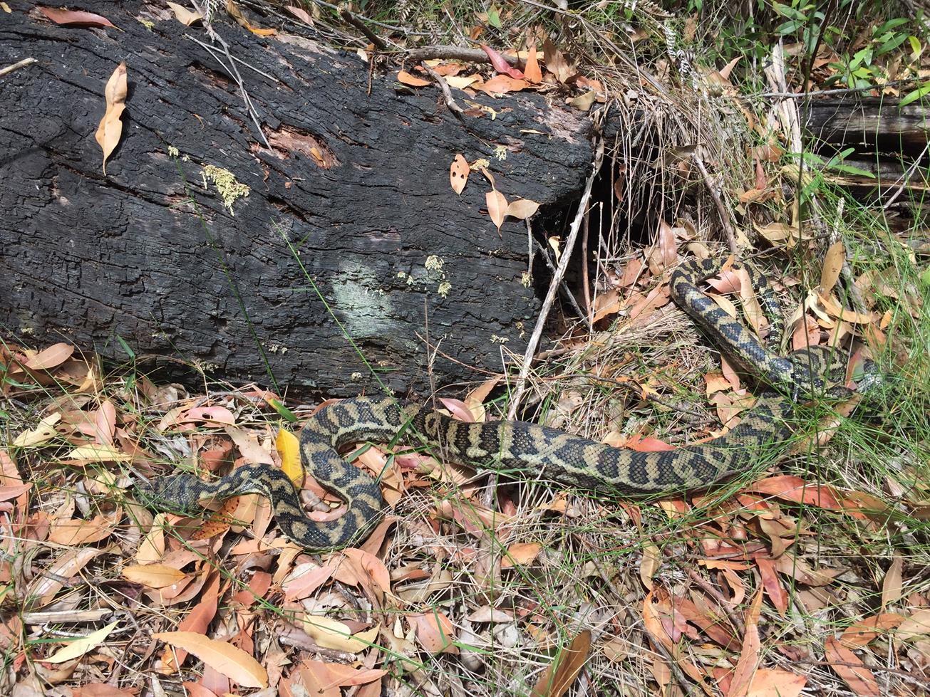 Trail Image for Hoffman Drive