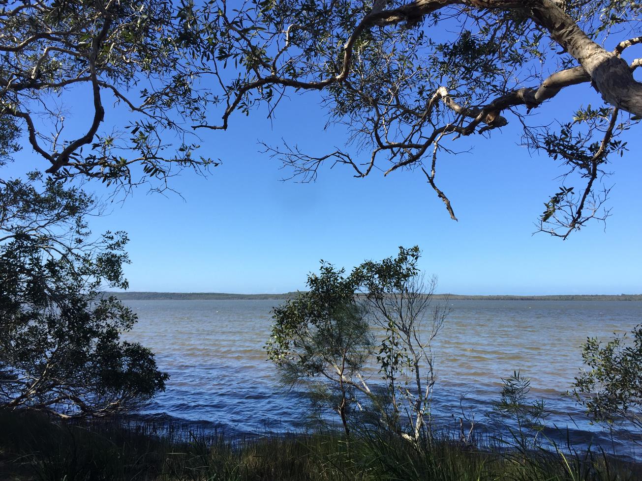 Trail Image for Lake Weyba: Foreshore Walk