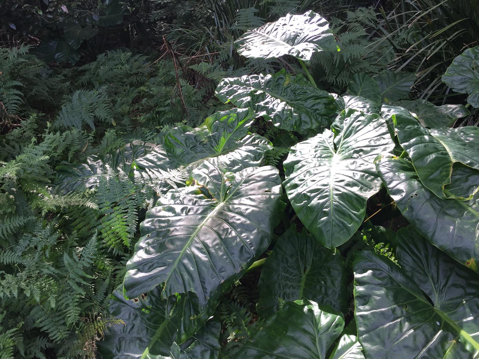 Trail Image for Mary Cairncross: Birdwing Butterfly Path