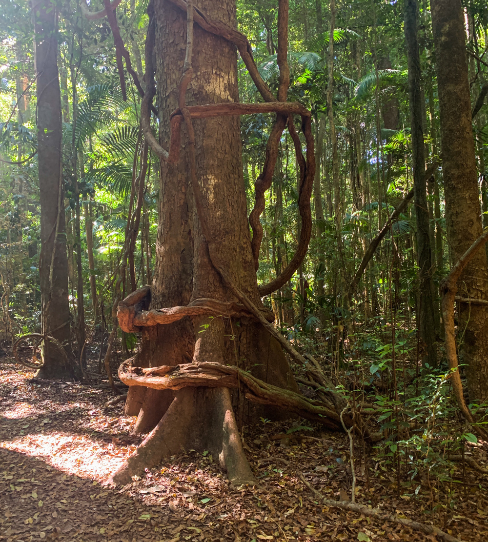 Trail Image for Mary Cairncross: Rainforest Walk