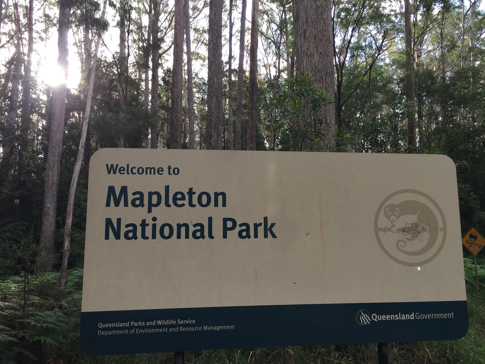 Trail Image for Mapleton National Park: Pilularis Forest Walk