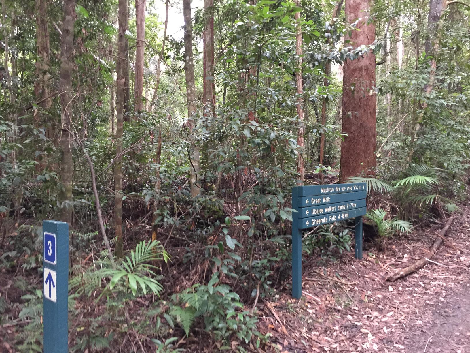 Trail Image for Mapleton National Park: Piccabeen Circuit