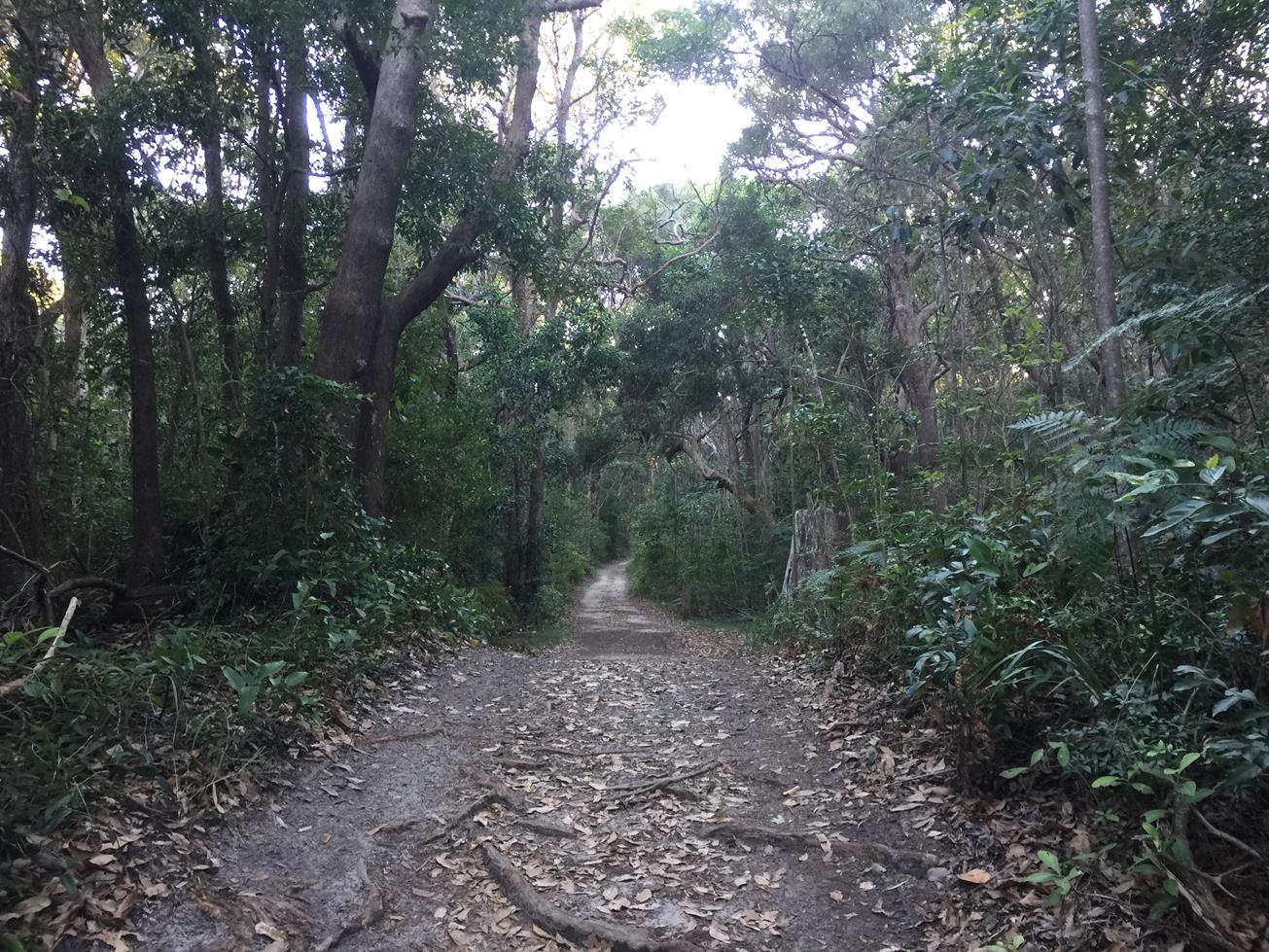 Trail Image for Noosa National Park. Sunshine Beach Section to Alexandria Bay