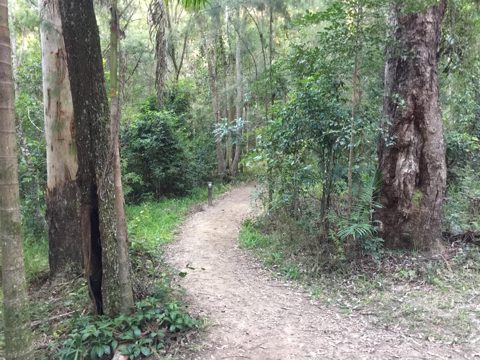 Trail Image for Conondale National Park: Booloumba Falls