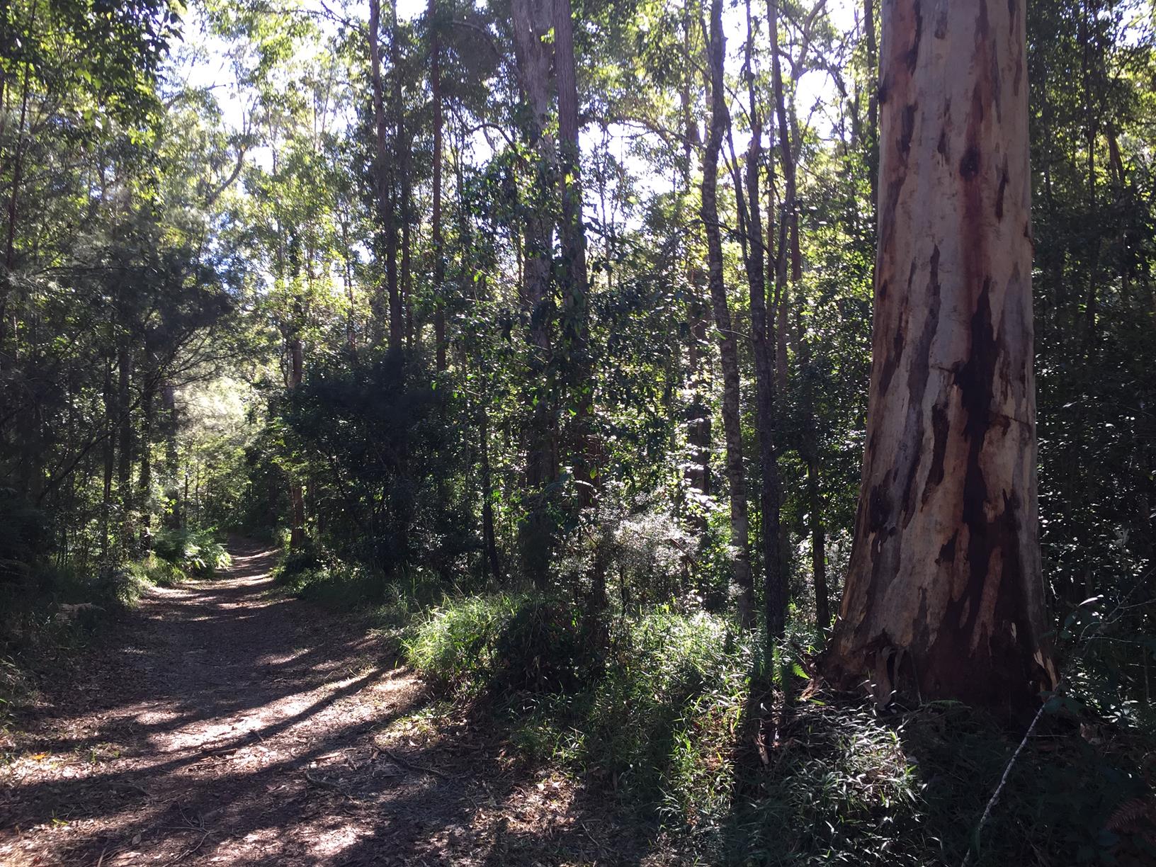 Trail Image for Mapleton National Park: Gheerulla Short Loop