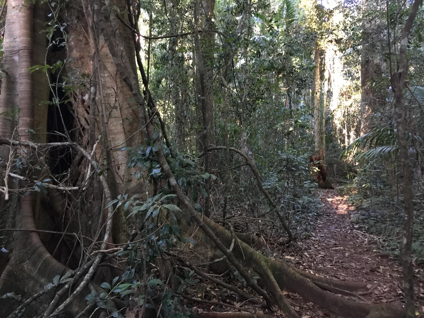 Trail Image for Conondale National Park: Booloumba Gold Mine Walk