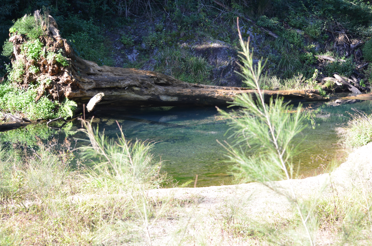 Trail Image for Conondale National Park: Conondale Range Great Walk – Full 56km Circuit