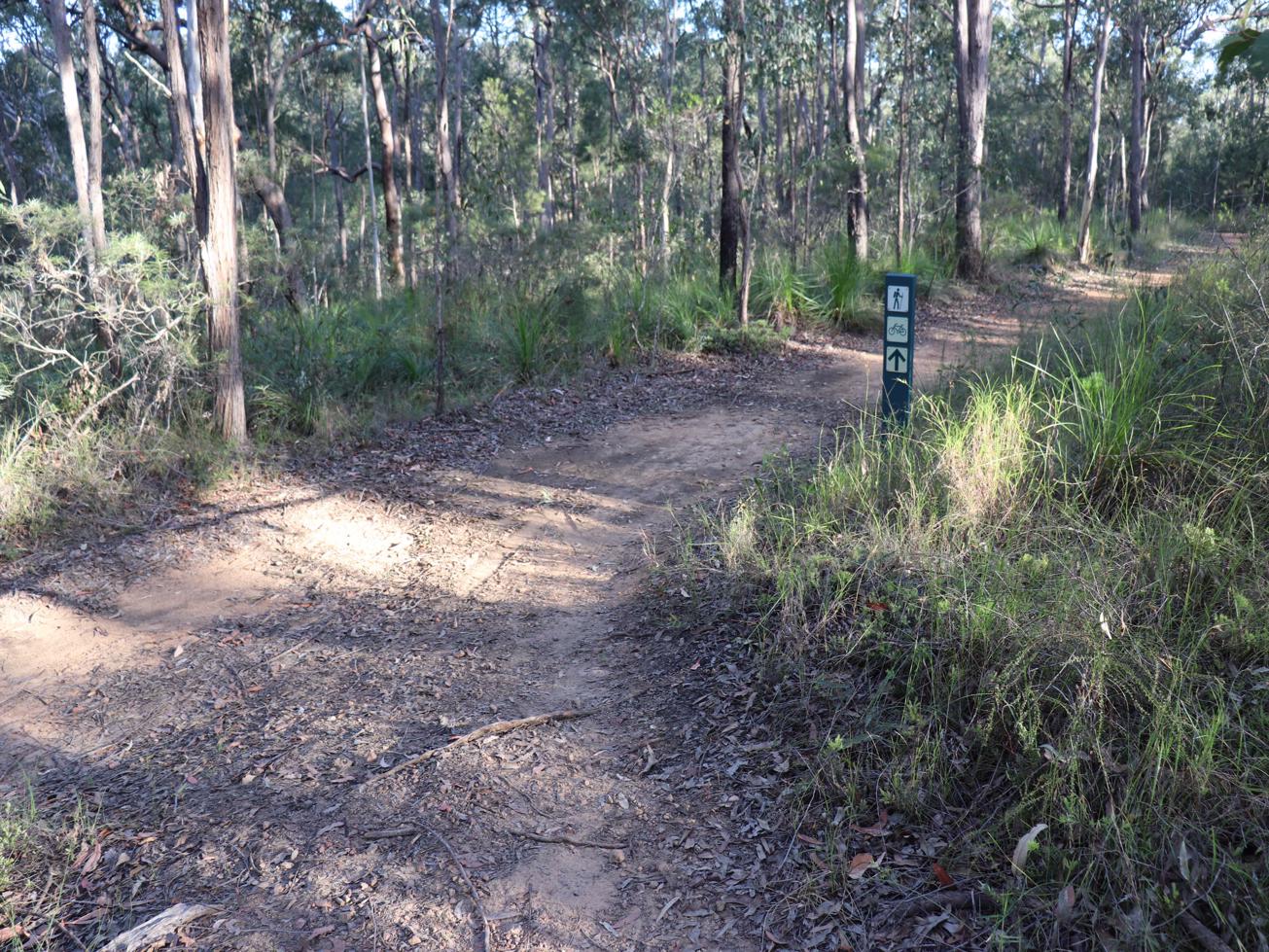 Trail Image for Glass House Mountains National Park: Yul-yan-man Track