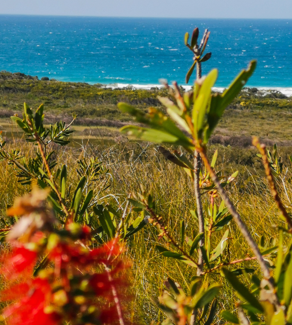 Trail Image for Noosa National Park: Emu Mountain